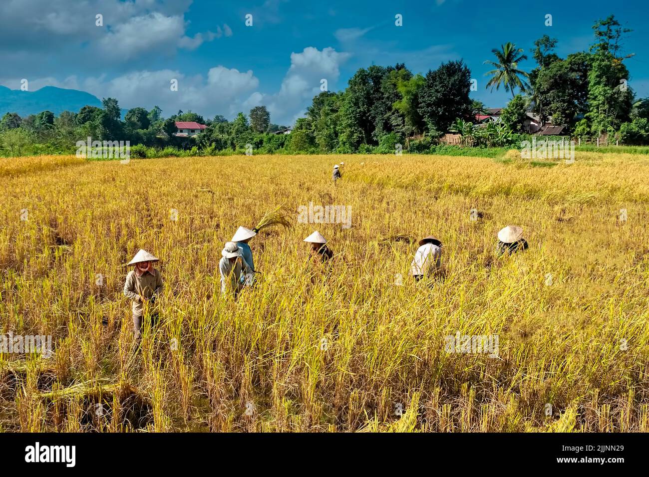 Magnifique paysage avec un groupe de femmes locales travaillant dans les rizières près de Vang Vieng, Laos Banque D'Images