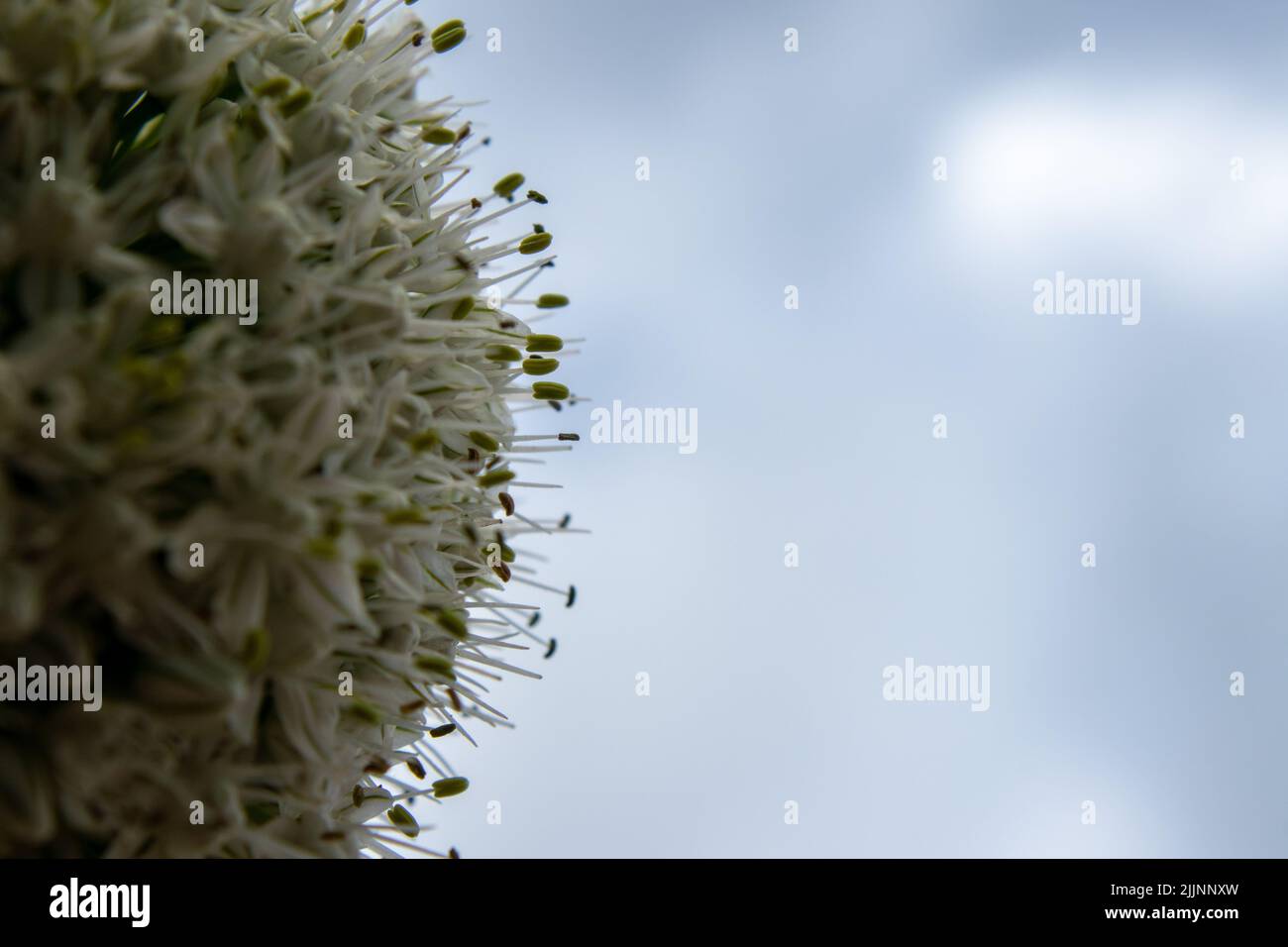 Macro de fleurs d'oignon dans le jardin. Fond ciel. Oignons verts. Scène rurale estivale. Fleurs blanches . Photo horizontale. Copier l'espace. Banque D'Images