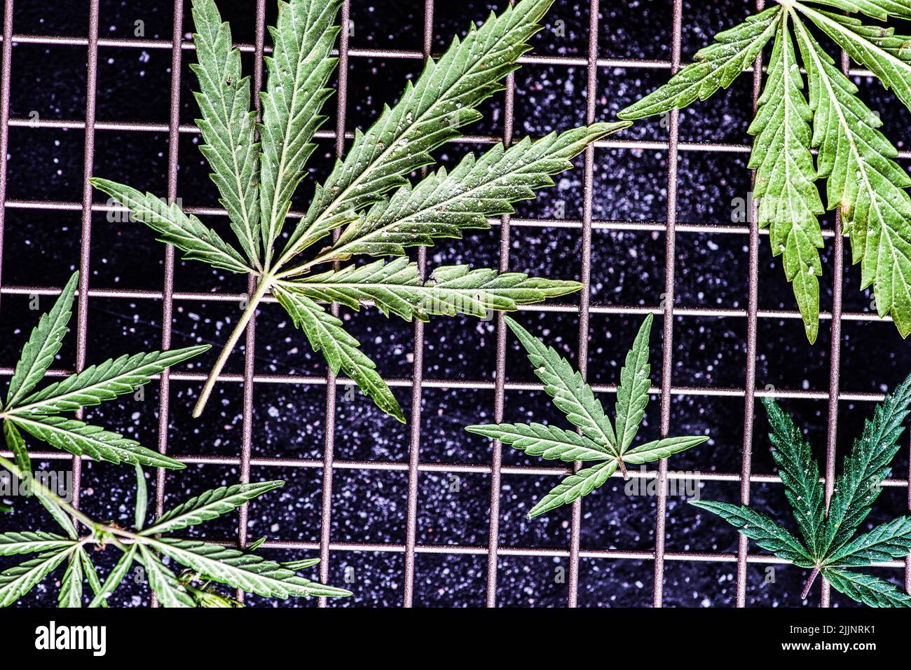 Vue en hauteur des feuilles de marijuana sur une roche de refroidissement en métal Banque D'Images