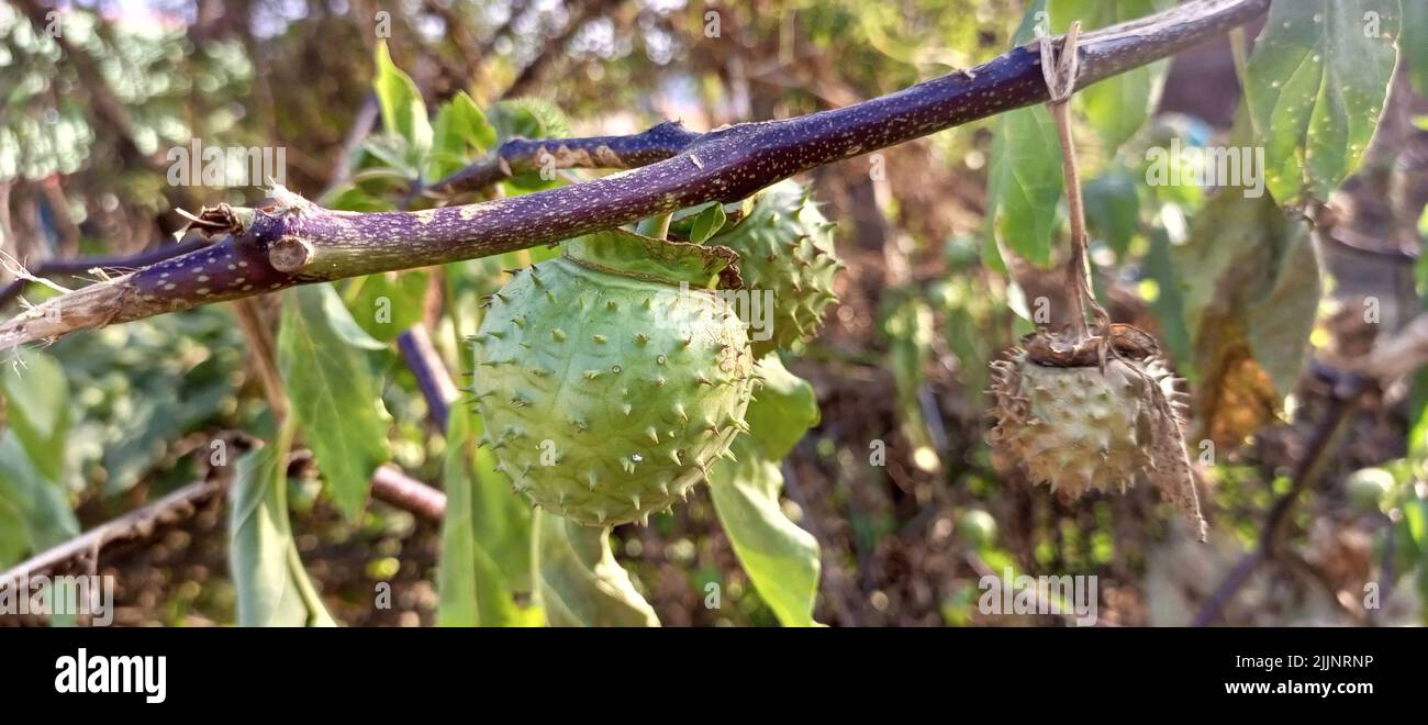 Gros plan d'une source croissante dans la nature Banque D'Images