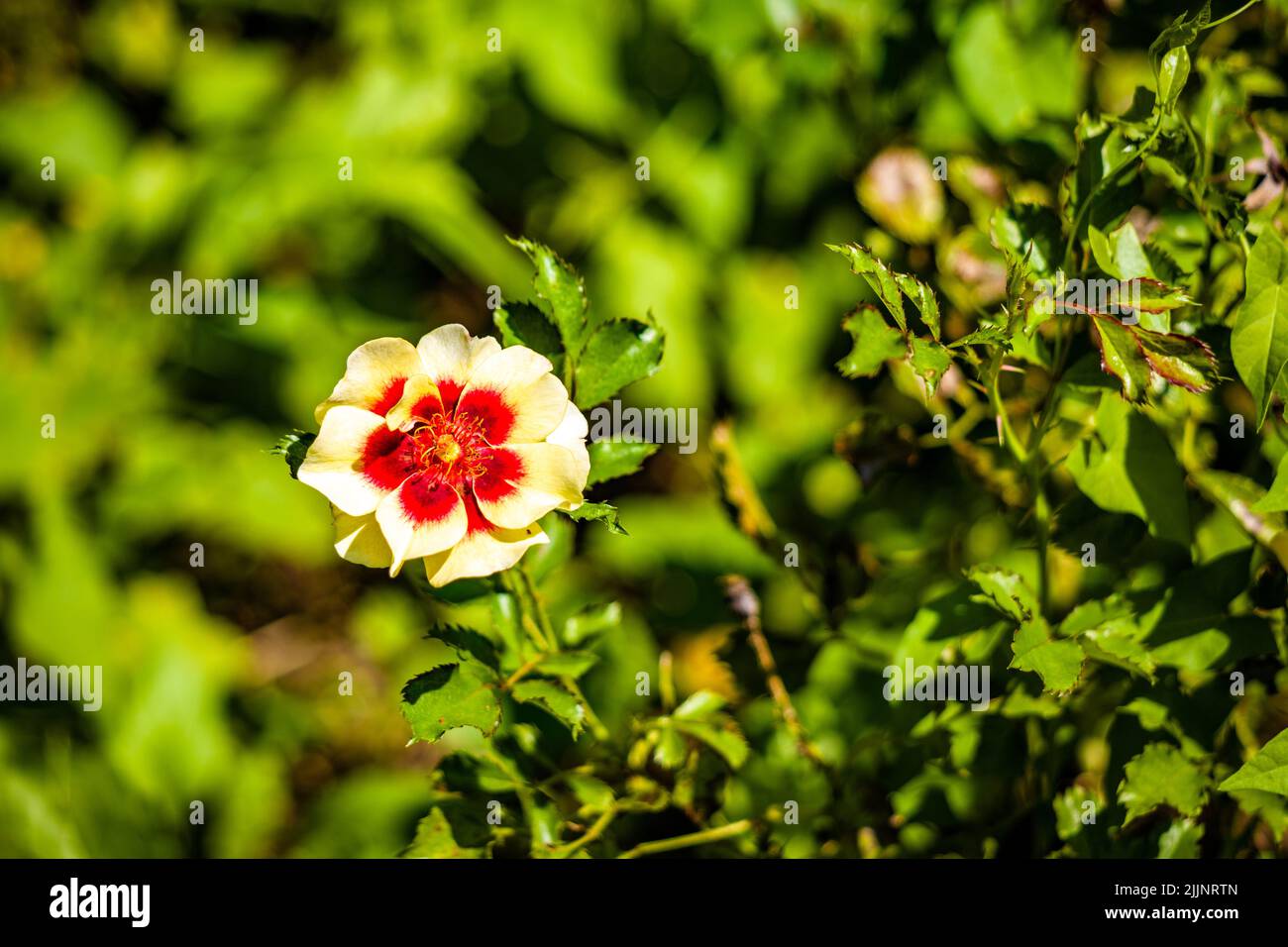 Photo macro d'un pastel rouge et jaune yeux de babylone rose floraison dans le jardin Banque D'Images