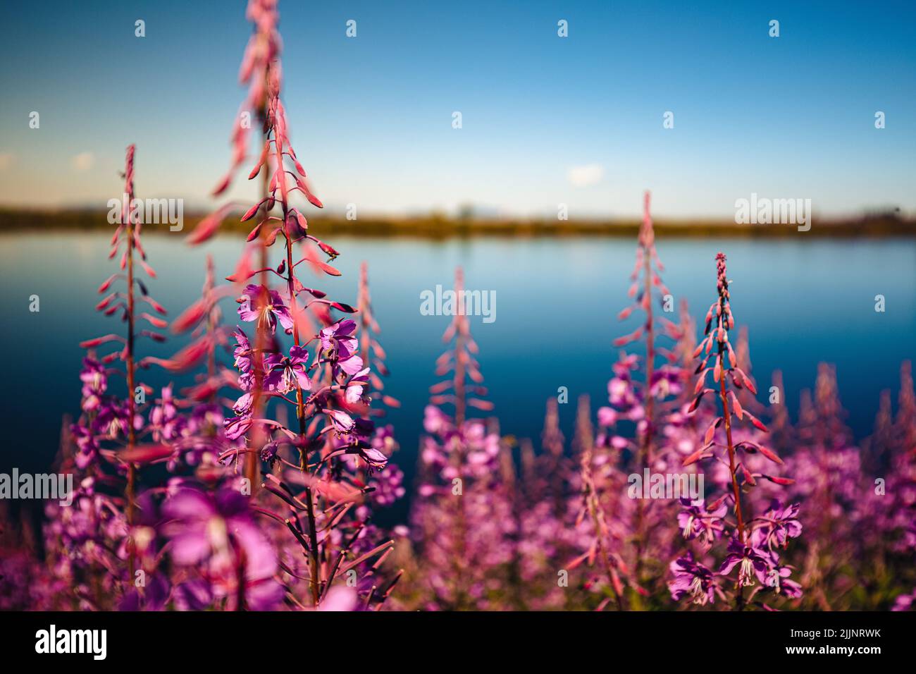 Un foyer peu profond de l'herbe pourpre (Chamaenerion angustifolium) sur la rive d'un étang Banque D'Images