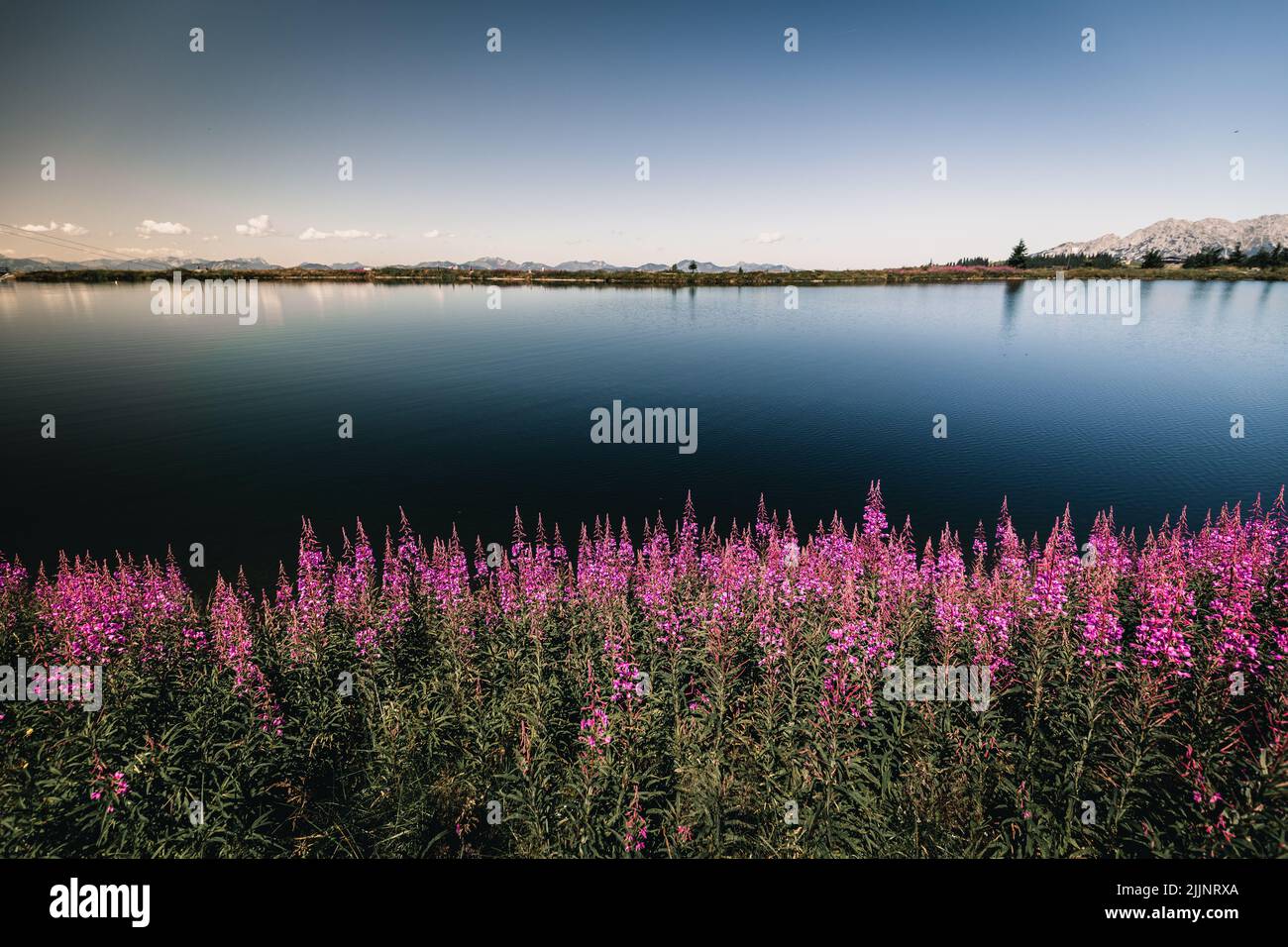 Une vue sur le paysage naturel d'un étang bleu avec une herbe à feu pourpre (Chamaenerion angustifolium) sur la rive Banque D'Images