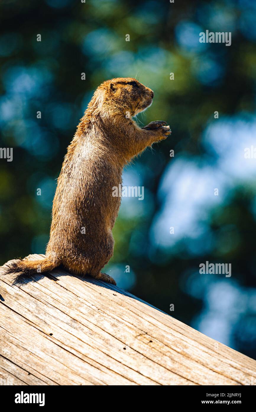 Un gros plan vertical d'un écureuil brun mignon (Spermophilus) debout sur le bois Banque D'Images