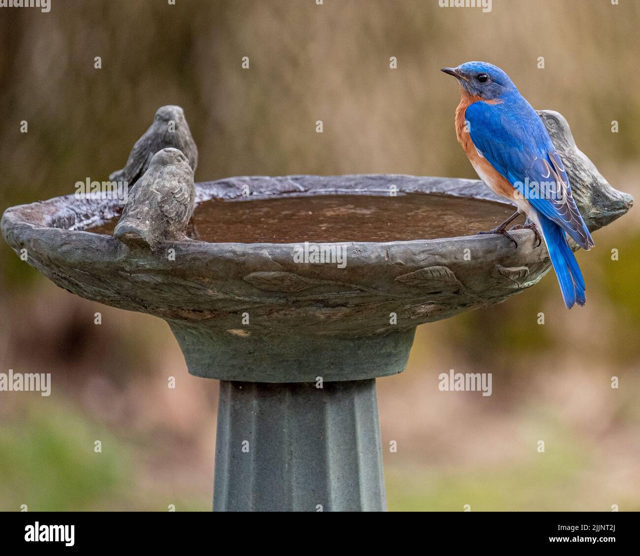Un Bluebird perché sur le bord d'un bain d'oiseau Banque D'Images