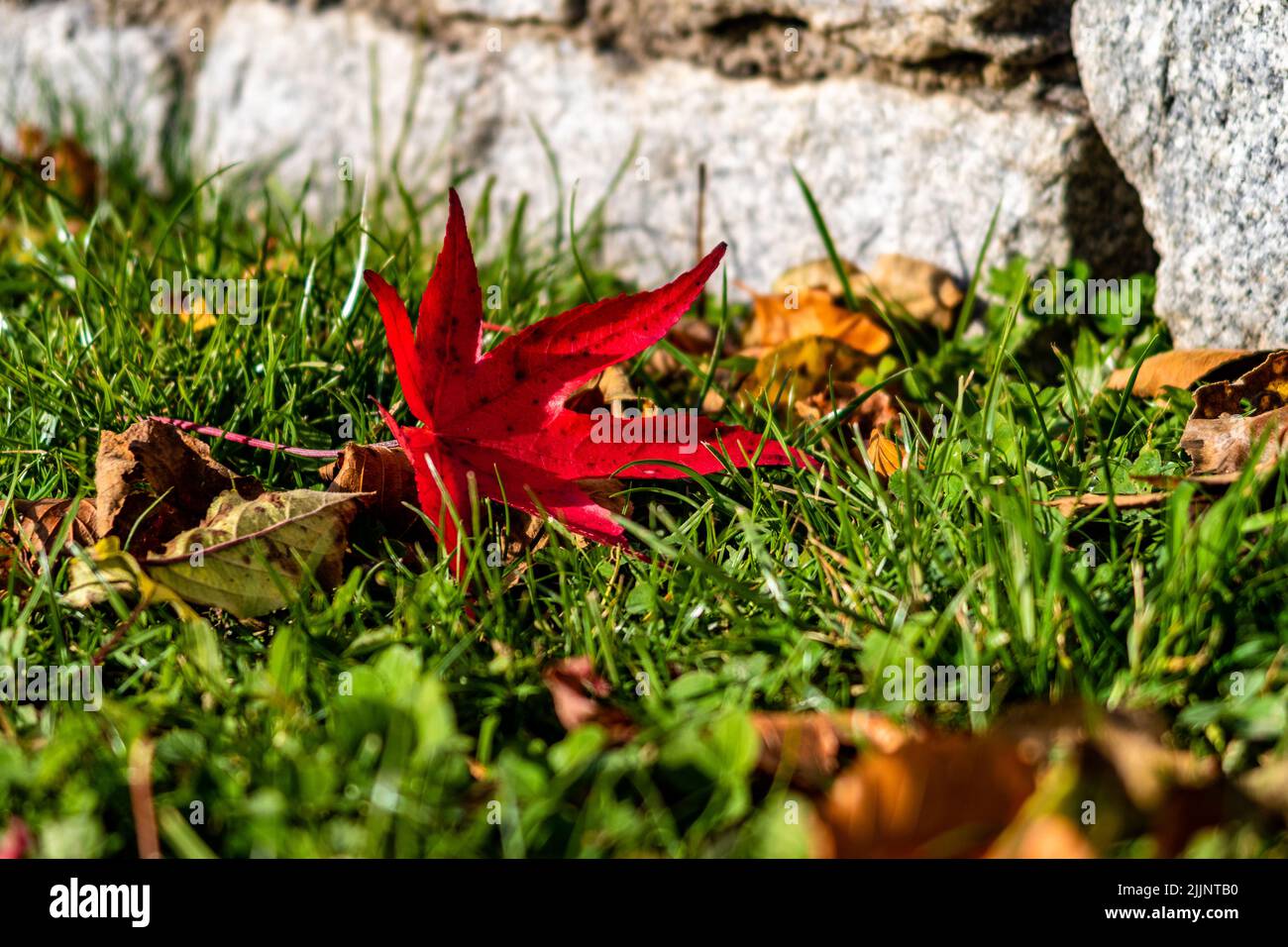 Un cliché sélectif de feuilles mortes sèches sur de l'herbe verte fraîche avec des pierres à l'arrière-plan Banque D'Images