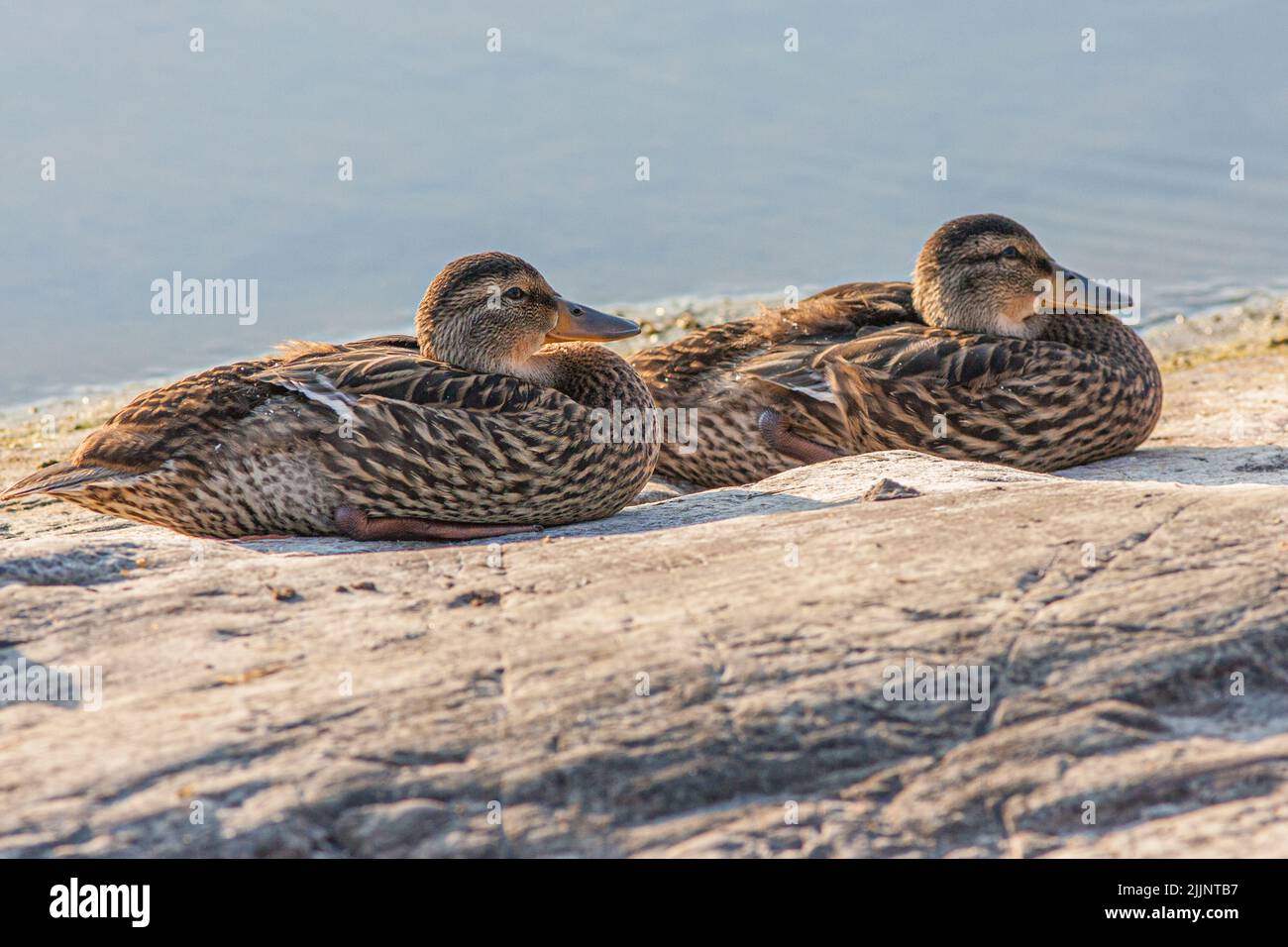 Deux canards colverts femelles qui se pondent sur une roche dans le Vermont Banque D'Images