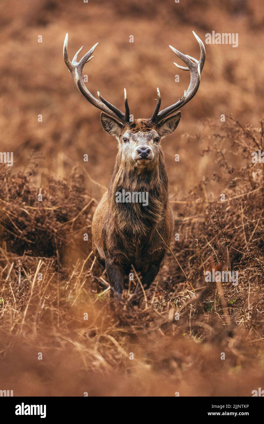 Une photo verticale d'un cerf avec de grands bois debout dans le champ regardant la caméra Banque D'Images