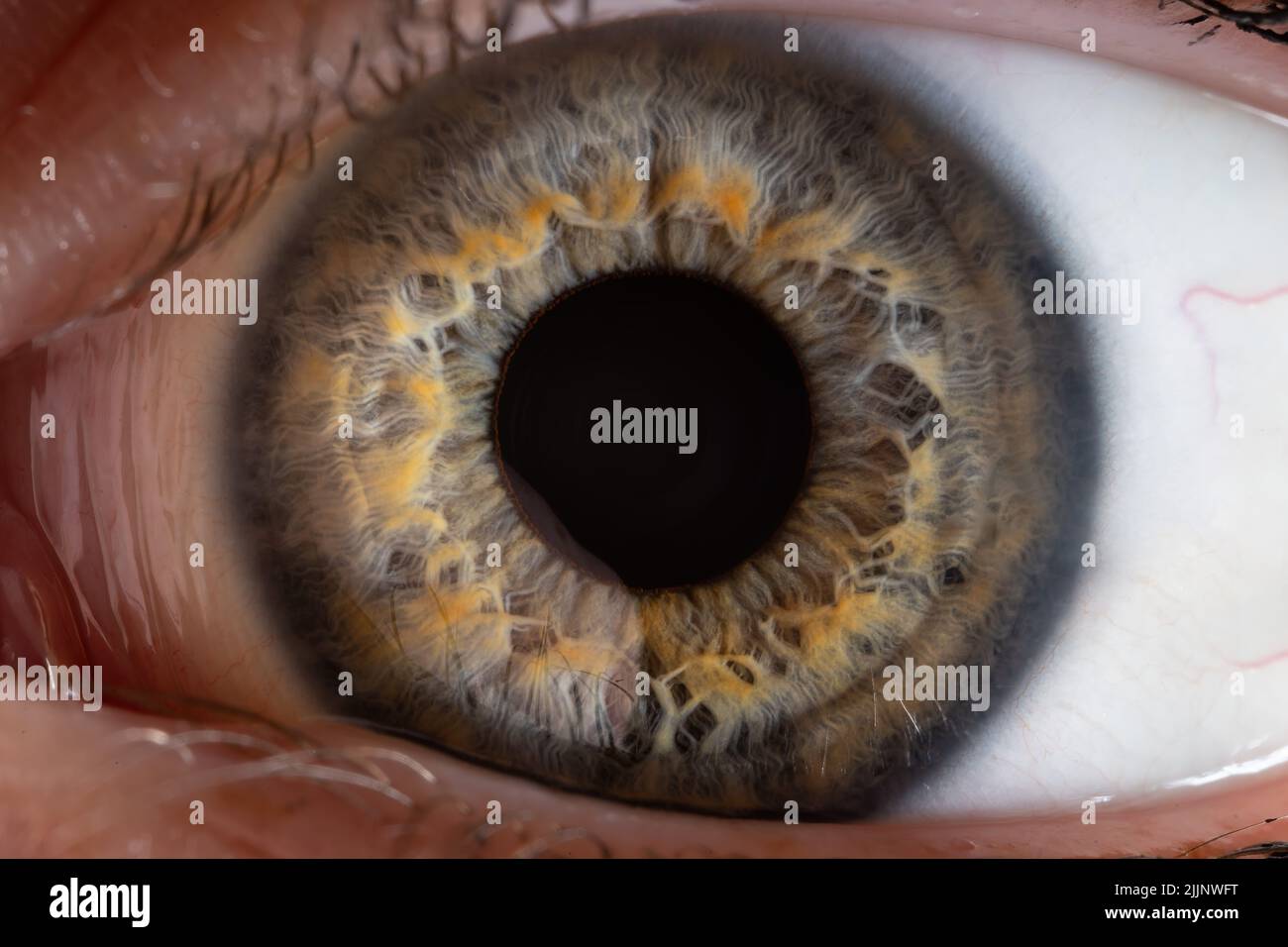 Photo macro d'un œil humain avec des nuances de jaune et de gris dans la couleur Banque D'Images