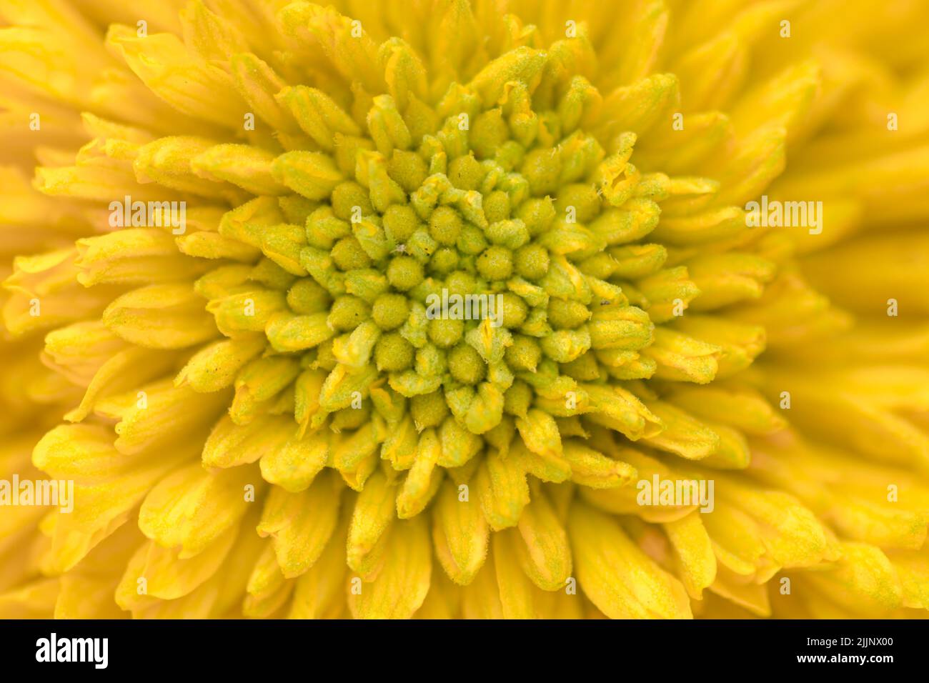 Fond naturel des pétales motifs de fleur jaune plein cadre pour l'arrière-plan. Utilisation de la mise au point sélective. Banque D'Images