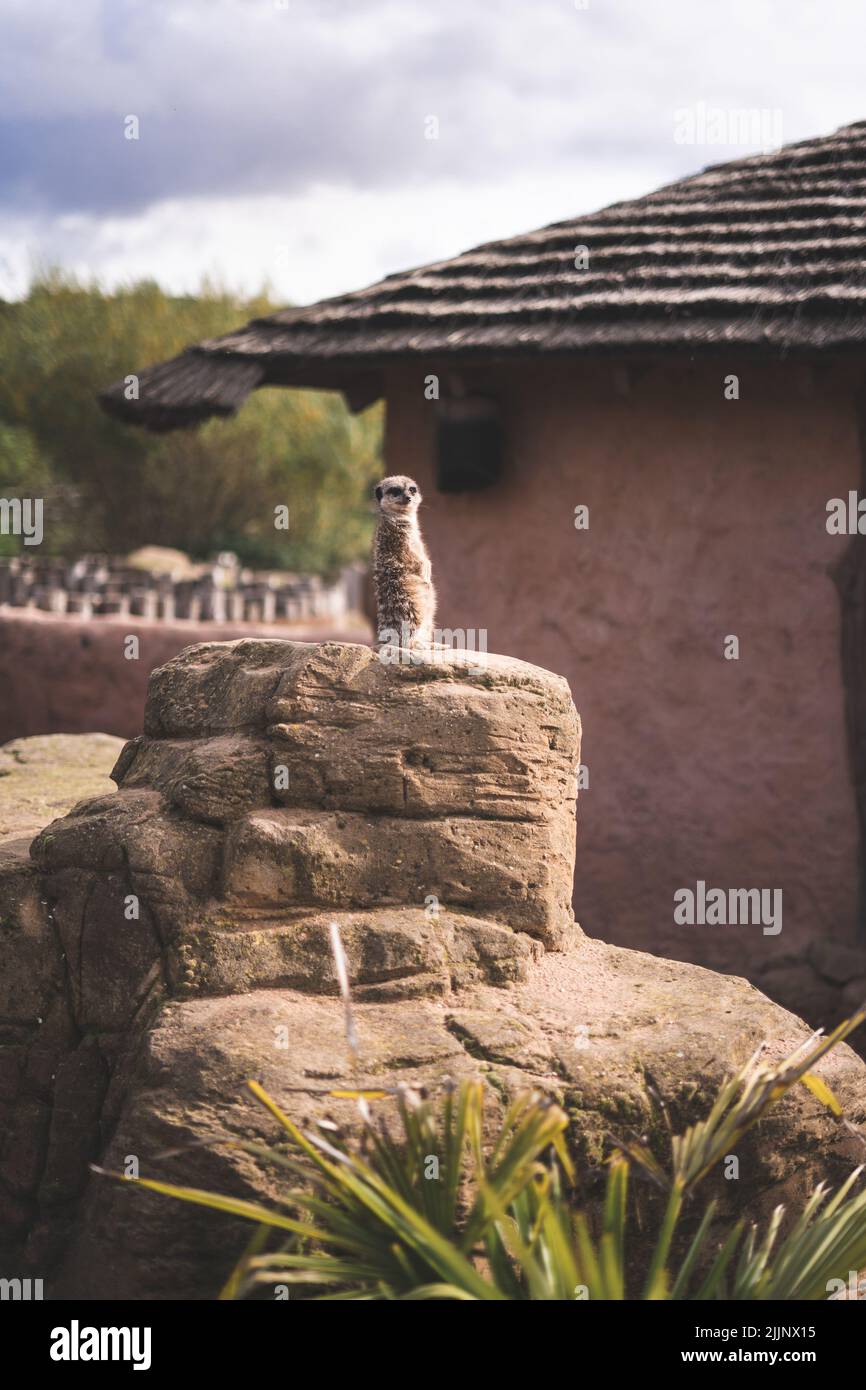 Une photo verticale de meerkat assis sur le rocher dans le parc animalier du Yorkshire Banque D'Images