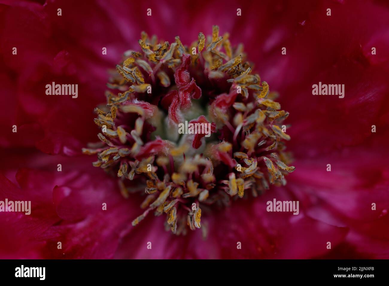 Photo macro d'une fleur de broteri de Paeonia Banque D'Images