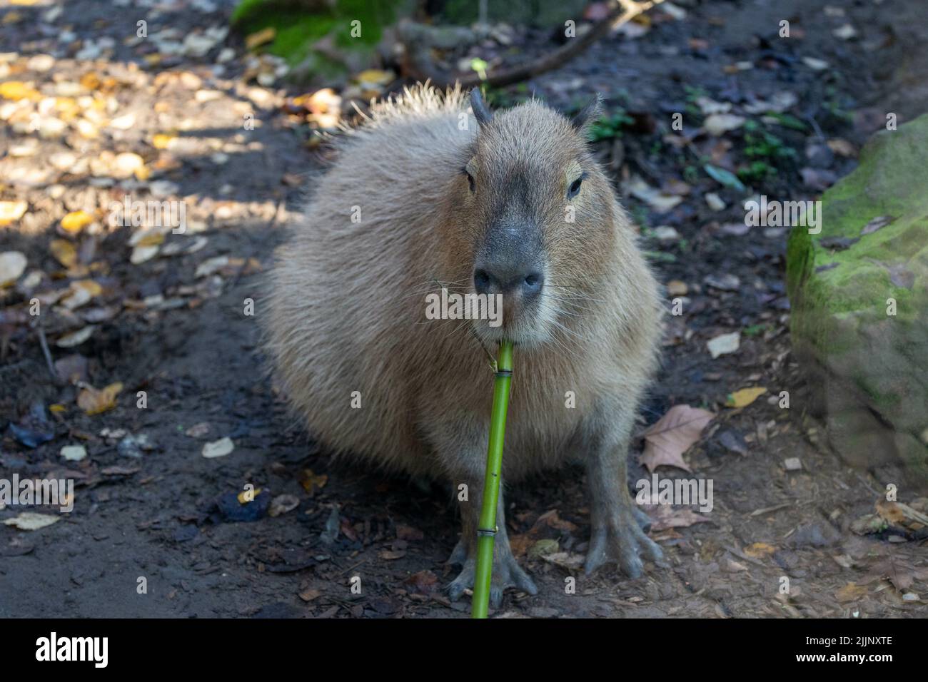 Un gros plan d'une plus grande capybara mâchant une tige de plante, Hydrochoerus hydrochaeris. Zoo de Sacramento, Californie. Banque D'Images