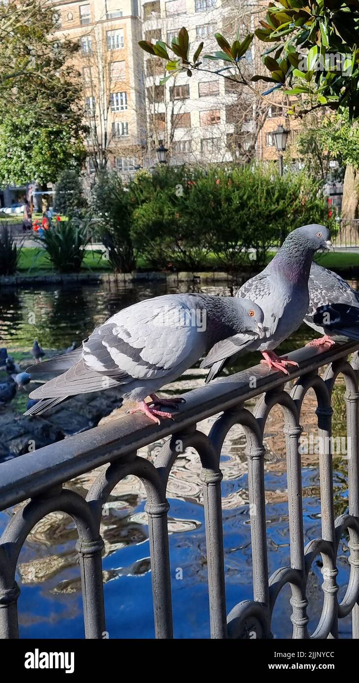 Un gros plan vertical des pigeons perchés sur la rambarde du parc. Banque D'Images