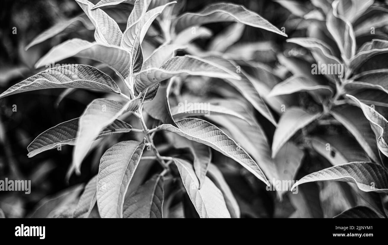 Une échelle de gris de plantes qui poussent dans un jardin botanique Banque D'Images