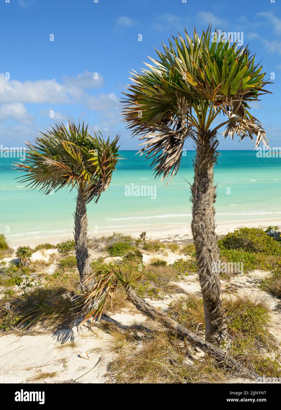 deux palmiers sur les dunes cubaines de playa pilar Banque D'Images