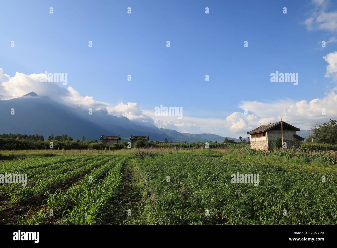 Une belle vue sur un champ vert dans la province du Yunnan, en Chine Banque D'Images