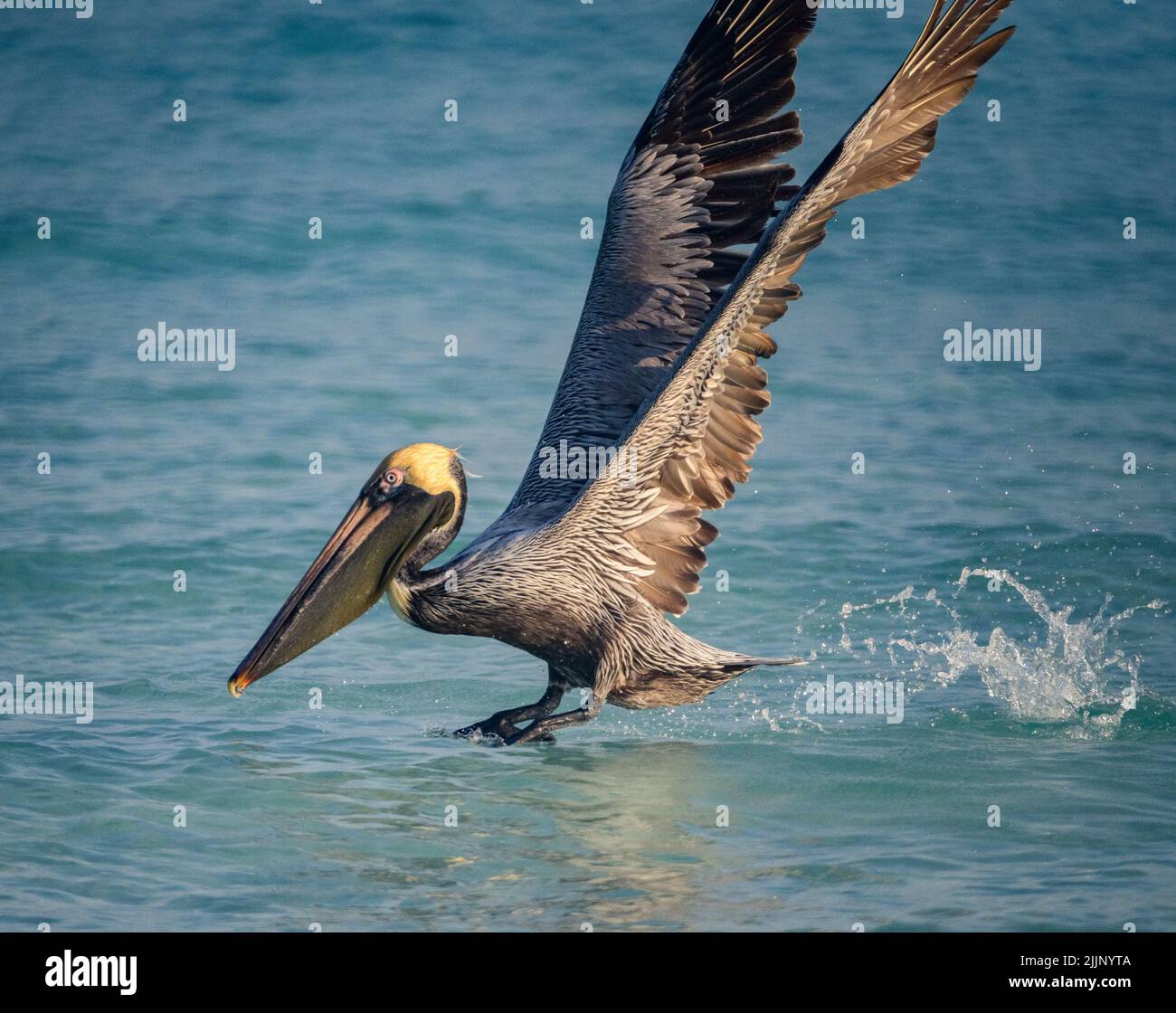 Cuba bird pelican Banque de photographies et d'images à haute résolution -  Alamy