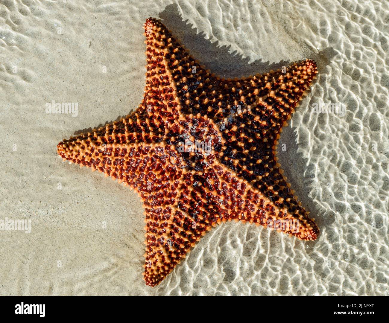 Grands étoiles de mer dans l'eau de l'océan sur le sable Banque D'Images