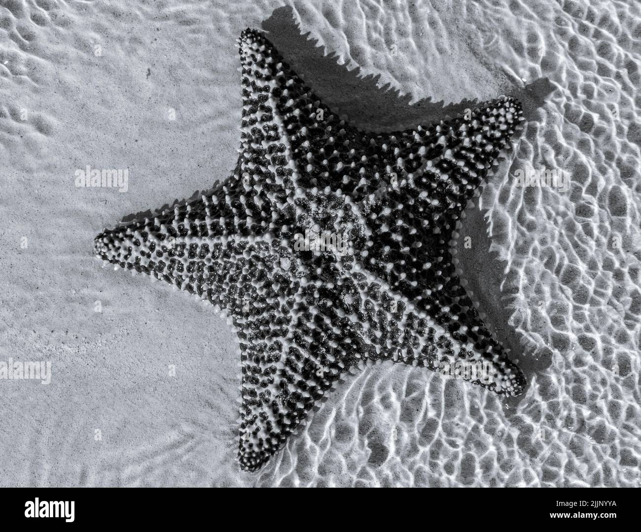 Grands étoiles de mer dans l'océan sur la plage de sable en noir et blanc Banque D'Images