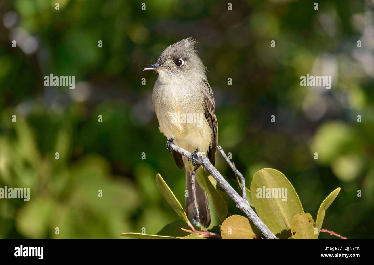 Un petit oiseau cubain perché sur une branche Banque D'Images