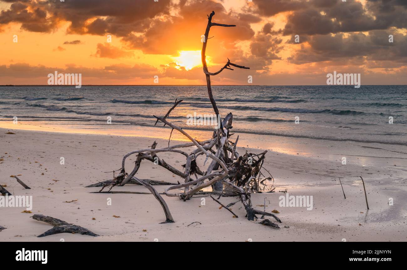Coucher de soleil des Caraïbes cubaines avec bois flotté sur la plage Banque D'Images