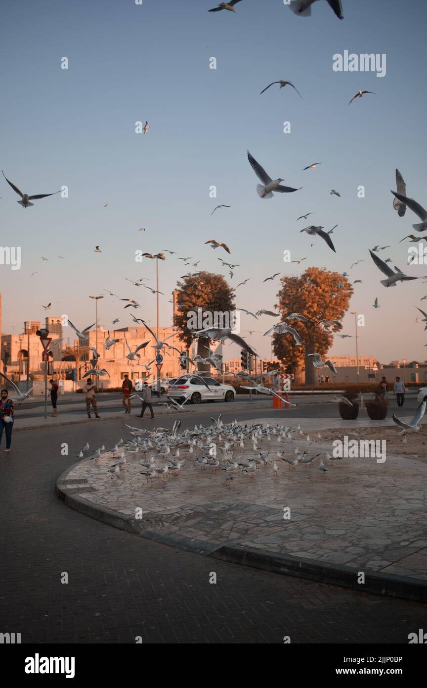 Vue sur un troupeau de mouettes volantes au coucher du soleil pittoresque à Al Bastakiya Banque D'Images