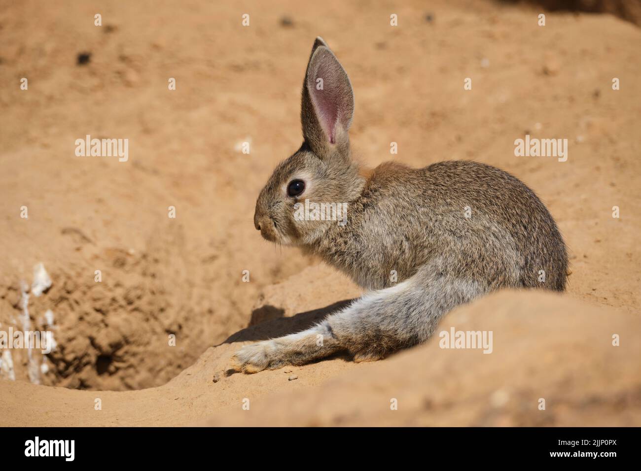 Adorable sylvilagus audubonii lapin qui s'étire et qui regarde loin tout en étant assis sur le sable près du trou et en nettoyant la fourrure de la poussière Banque D'Images