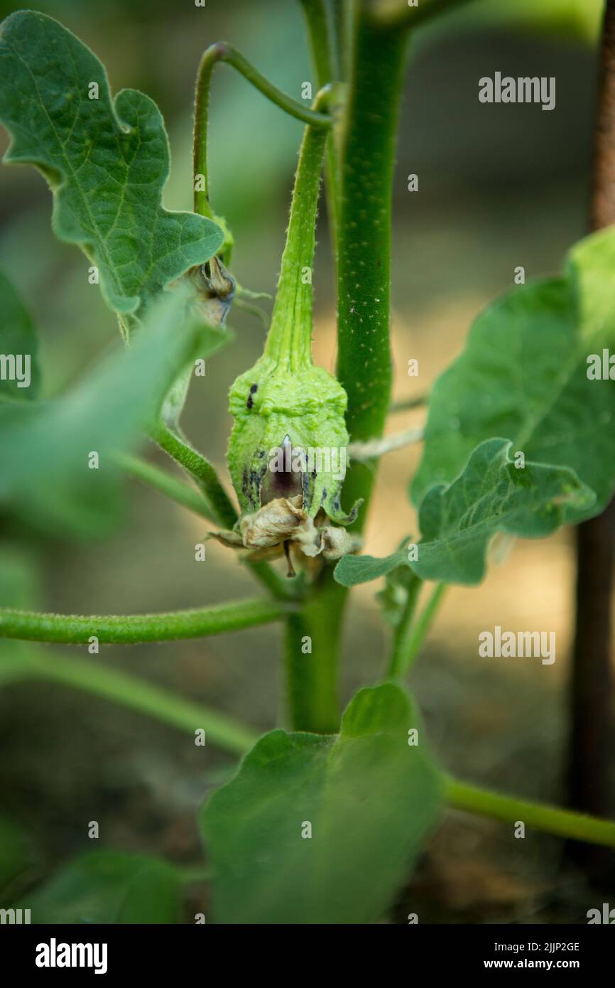 L'aubergine, l'aubergine ou le brinjal est une espèce végétale de la famille des Solanaceae. Solanum melongena est cultivé dans le monde entier pour ses fruits comestibles Banque D'Images