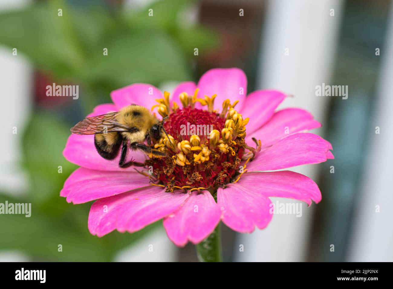 Un petit bourdon assis sur une zinnia. Banque D'Images