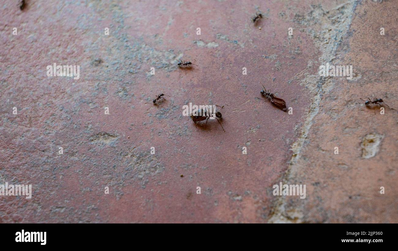 Fourmis de grand soldat portant une feuille sur une brique de pierre Banque D'Images
