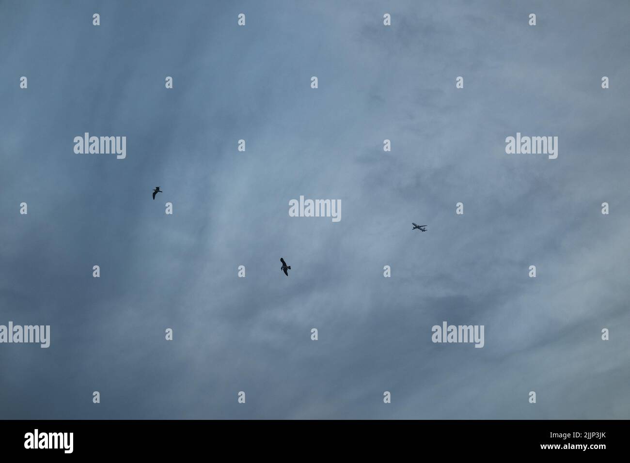 Une belle photo de deux oiseaux et d'un avion dans le ciel Banque D'Images