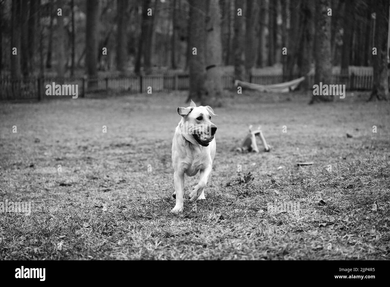 Une photo en niveaux de gris d'un Labrador Retriever avec une balle dans sa bouche qui s'exécute dans le champ Banque D'Images