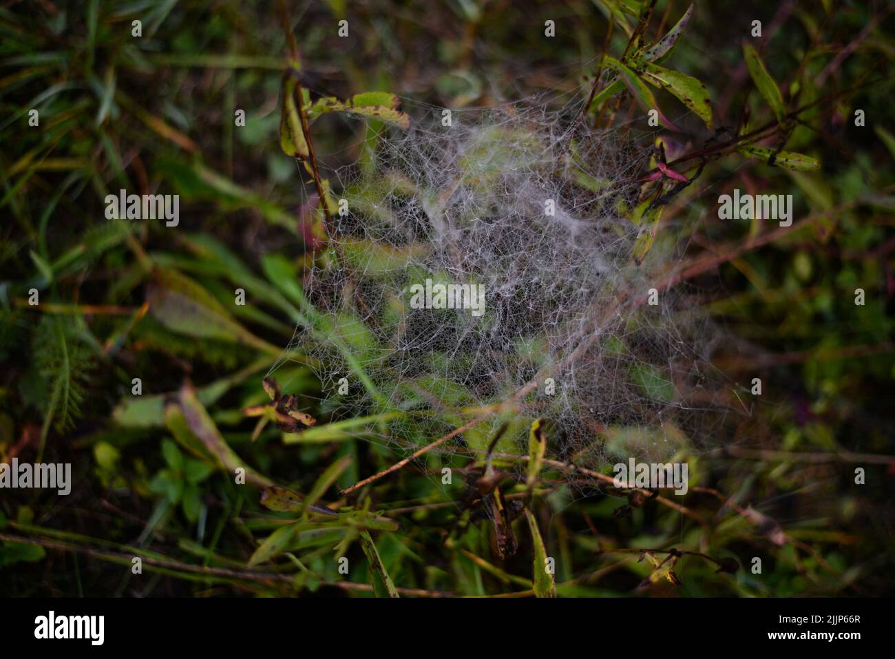 Un gros plan d'une toile d'araignée sur une petite plante dans un temps sombre Banque D'Images