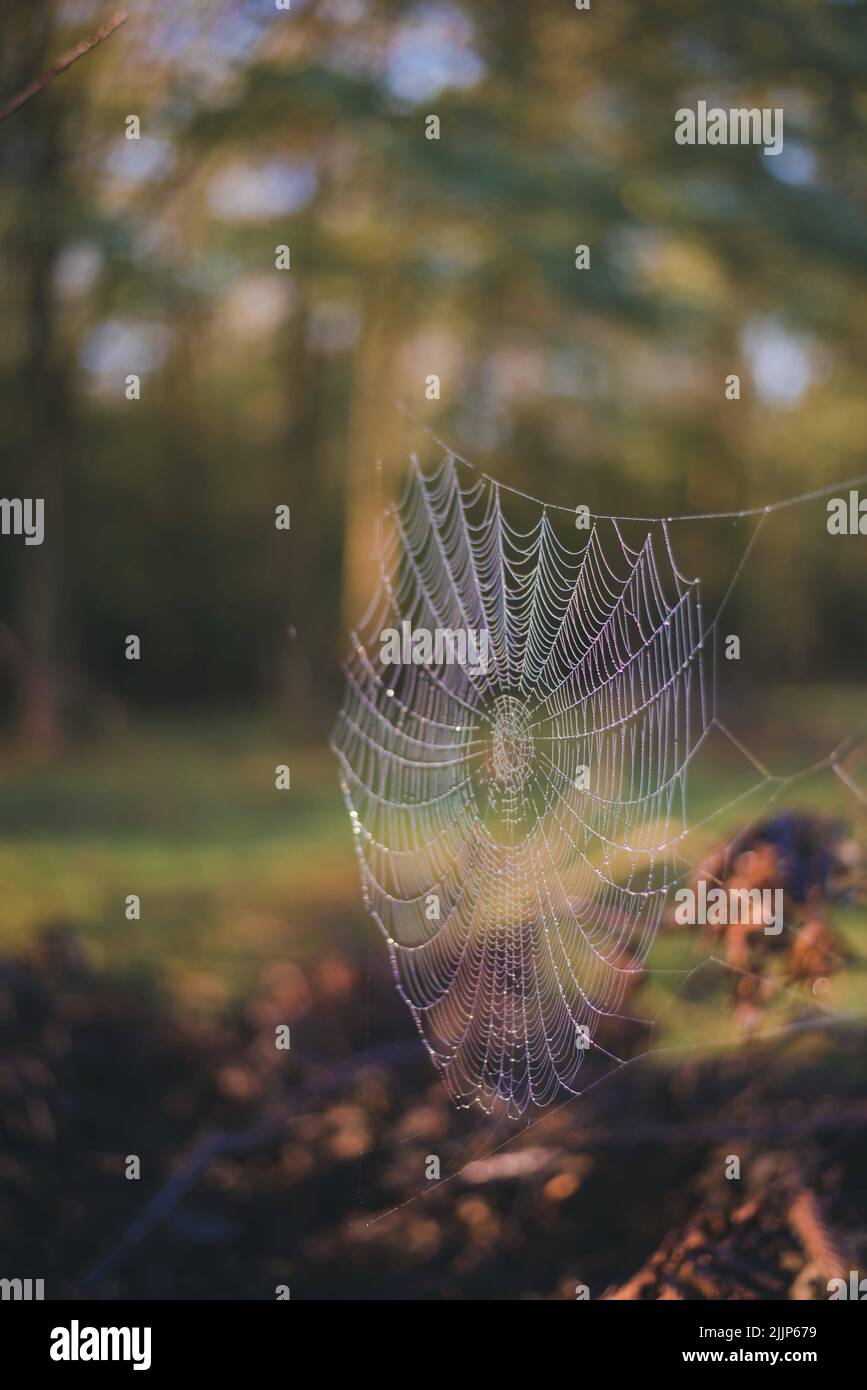 Une mise au point sélective de toile d'araignée ornée de gouttelettes d'eau au lever du soleil Banque D'Images