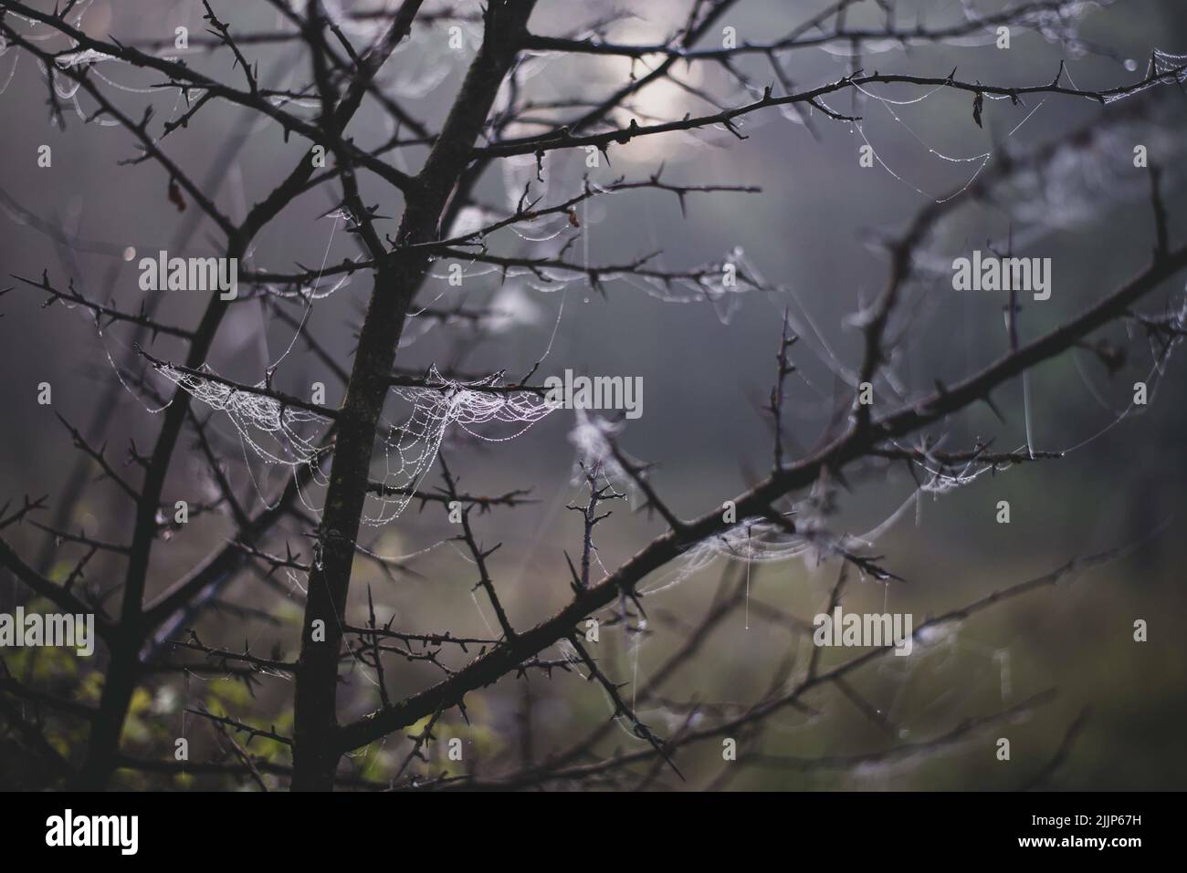 Une toile d'araignée sur les branches des arbres par temps sombre Banque D'Images