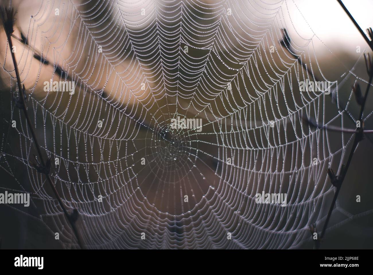 Une mise au point sélective de toile d'araignée ornée de gouttelettes d'eau au lever du soleil Banque D'Images