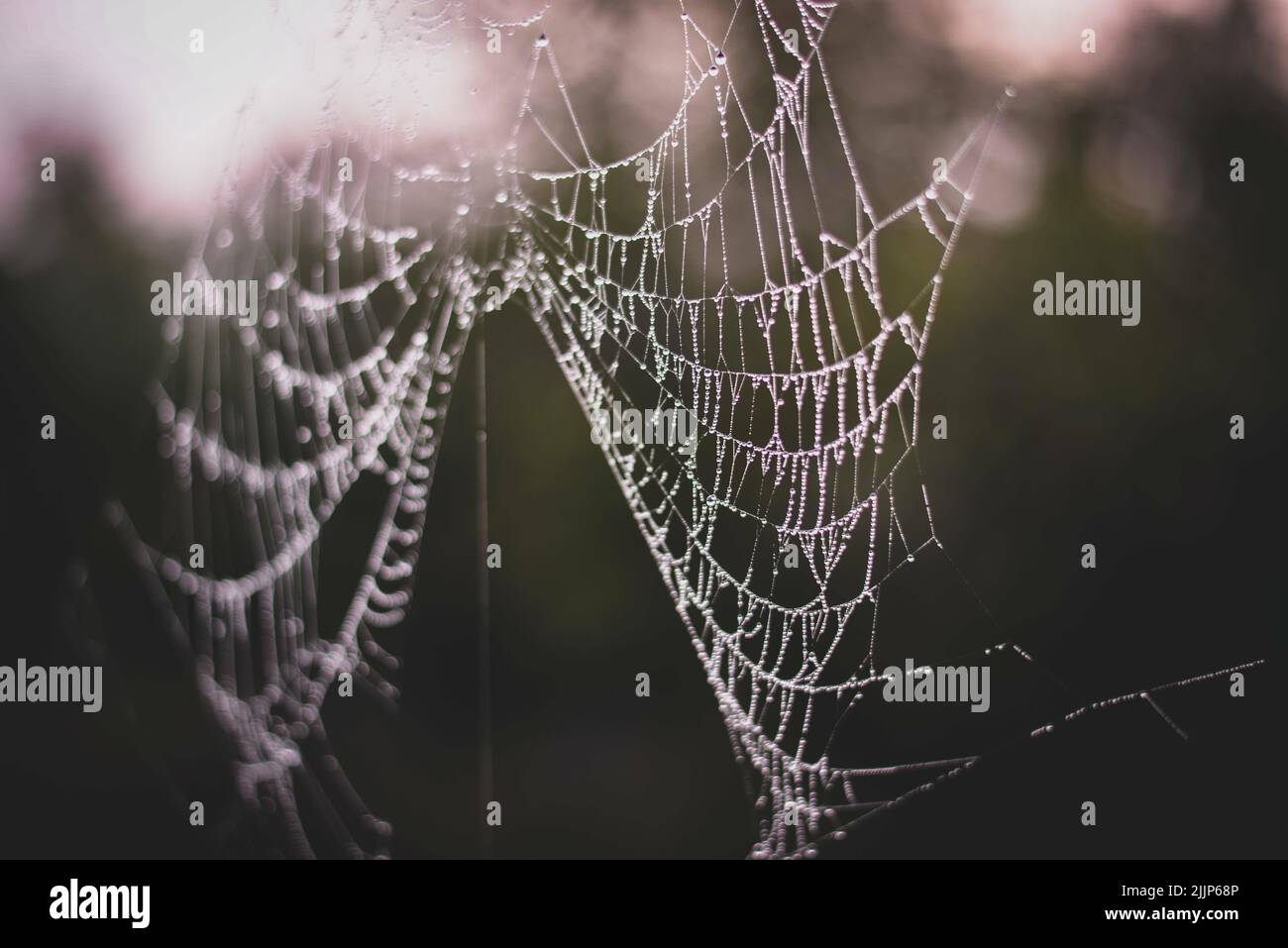 Un gros plan d'une toile d'araignée sur une petite plante dans un temps sombre Banque D'Images
