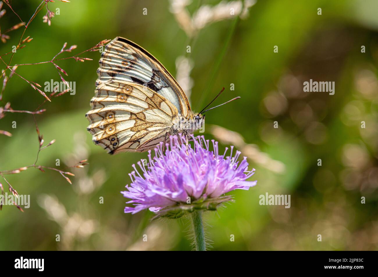 Un gros plan de Melanargia Lachesis papillon assis sur une fleur avec un fond vert flou Banque D'Images