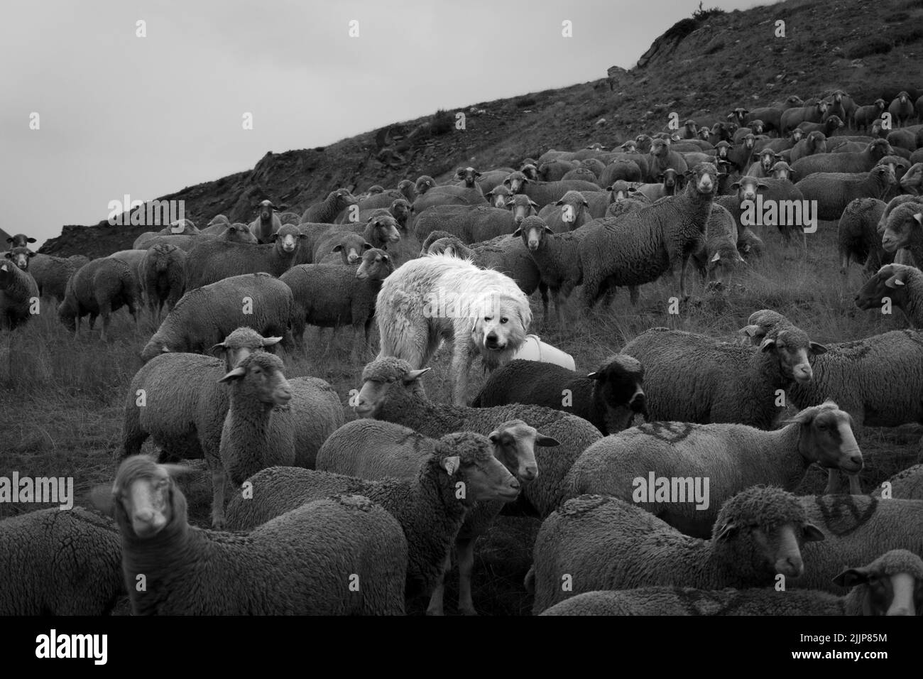 Une photo en échelle de gris d'un troupeau de moutons avec un chien de berger maremmano-abruzzese en pâturage Banque D'Images