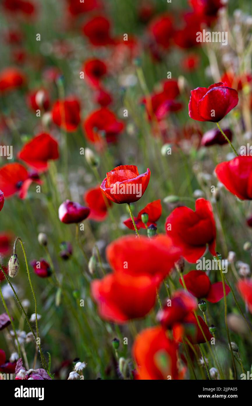 Un cliché vertical de fleurs de pavot rouges sur un champ dans un arrière-plan flou Banque D'Images