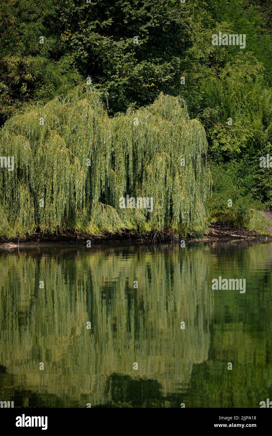 Un cliché vertical d'arbres réfléchis dans l'eau Banque D'Images