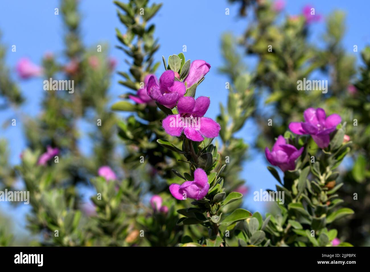Photo sélective de la plante à fleurs de sauge du Texas dans le jardin contre le ciel bleu en plein soleil Banque D'Images