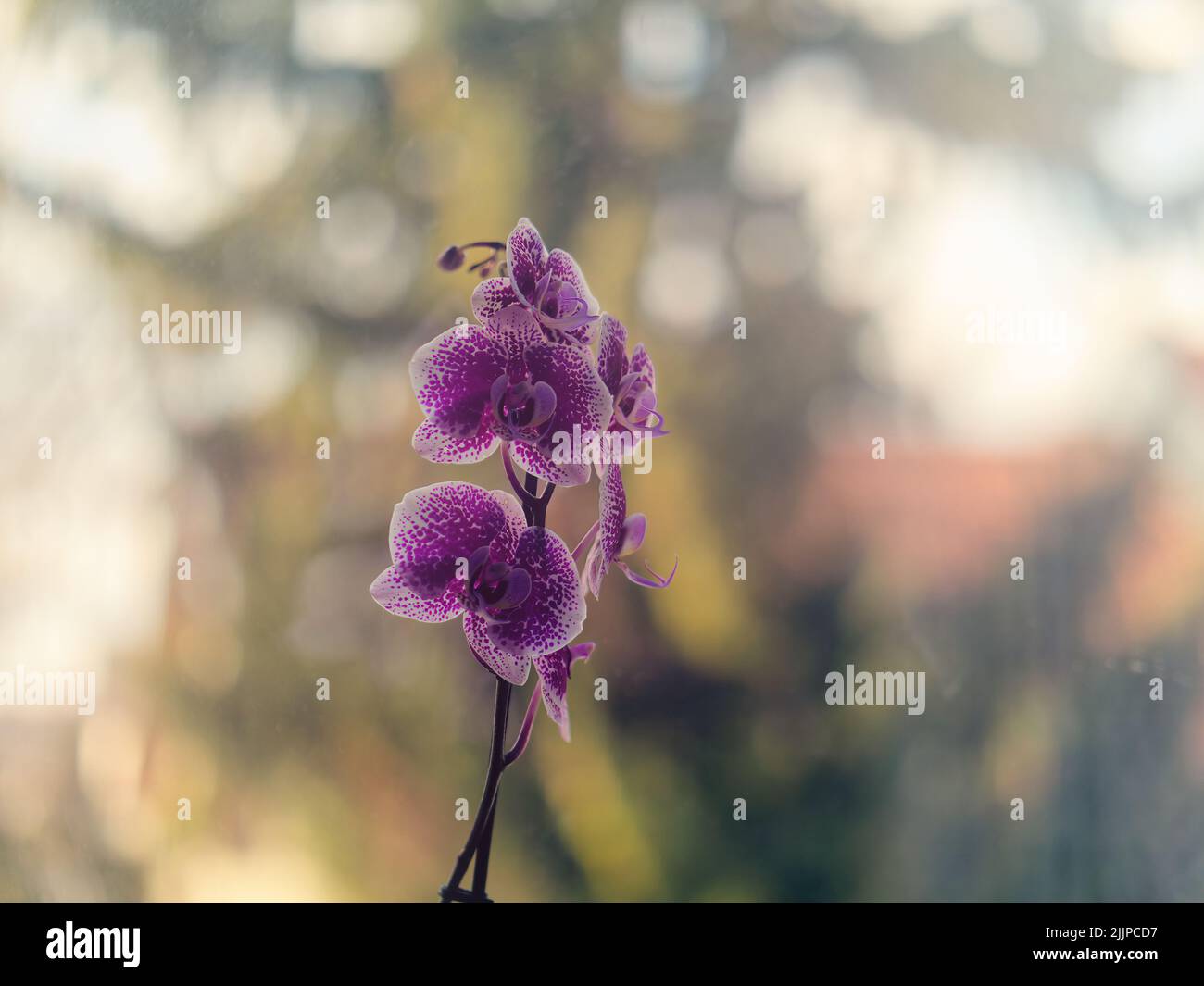 Gros plan d'une espèce de fleur d'orchidée pourpre sur un fond flou Banque D'Images