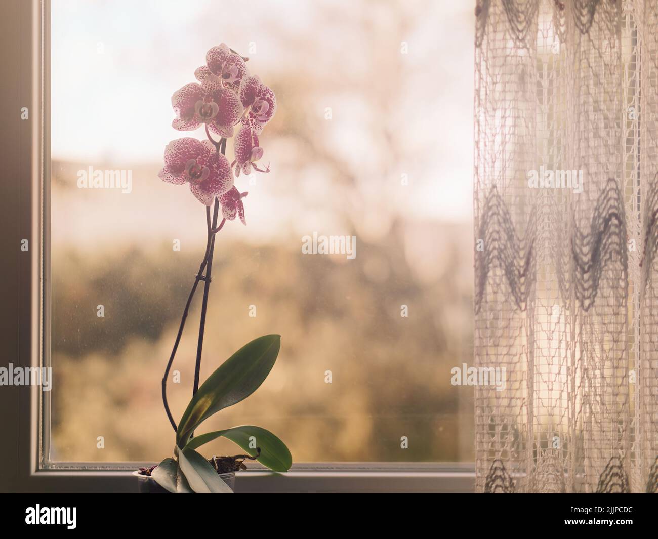 Un cliché peu profond d'espèces de fleurs d'orchidées roses sur le seuil de la fenêtre Banque D'Images
