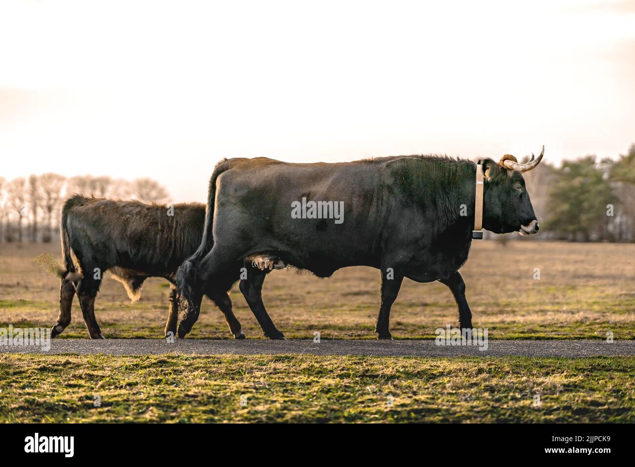 Un gros plan d'un Aberdeen Angus dans un champ Banque D'Images