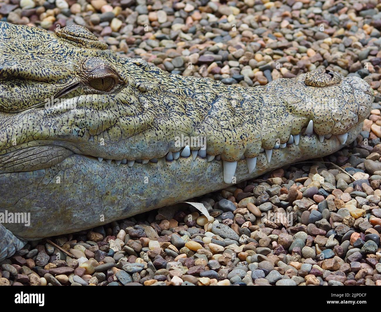 Une image de gros plan d'un Crocodiles d'eau salée magnifiques marques de peau. Banque D'Images