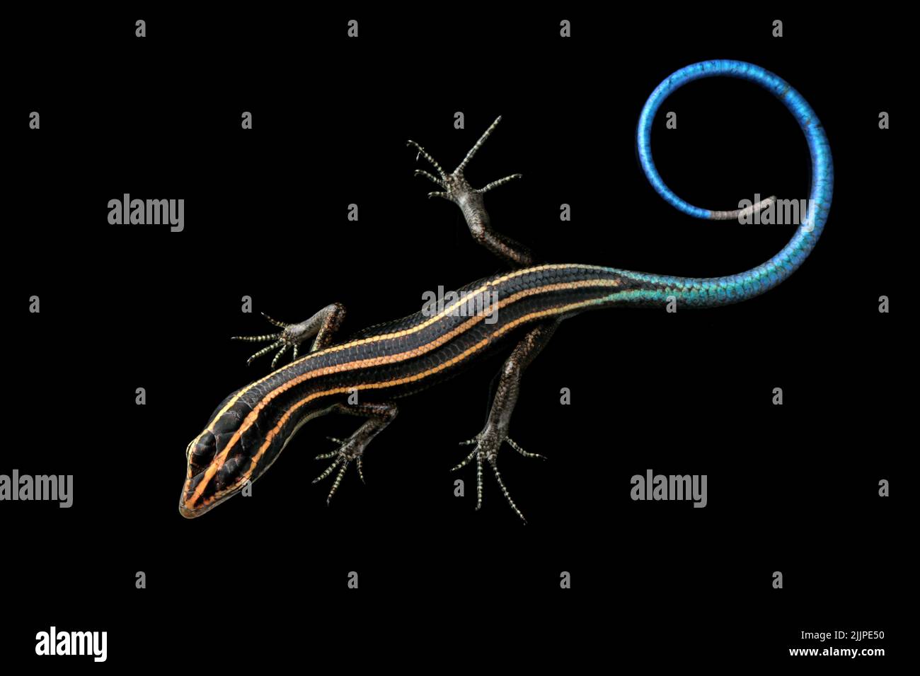 Gros plan d'un scinque à queue bleue (Cryptoblepharus egeriae) sur fond noir Banque D'Images