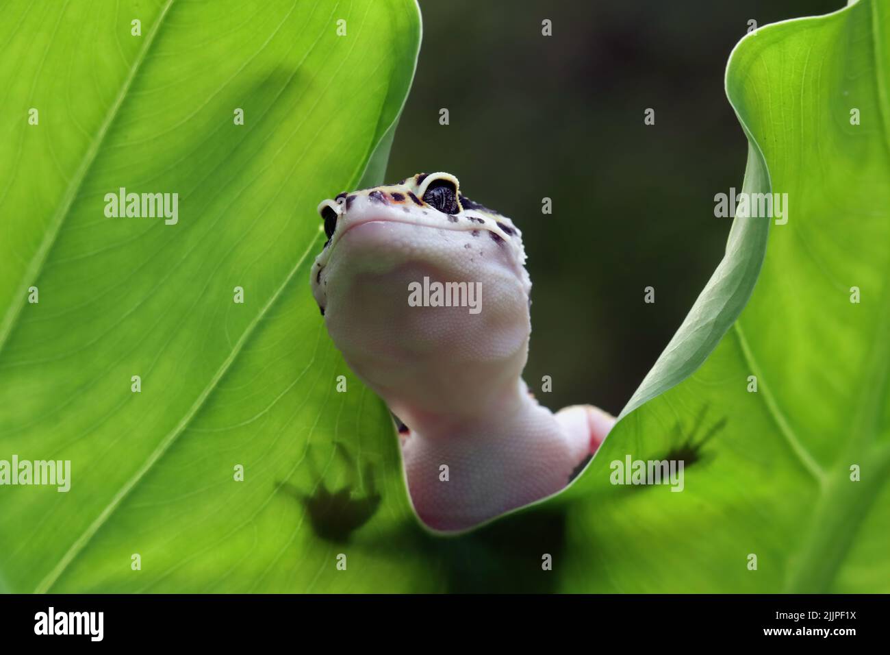 Gros plan d'un gecko léopard sur une feuille, Indonésie Banque D'Images