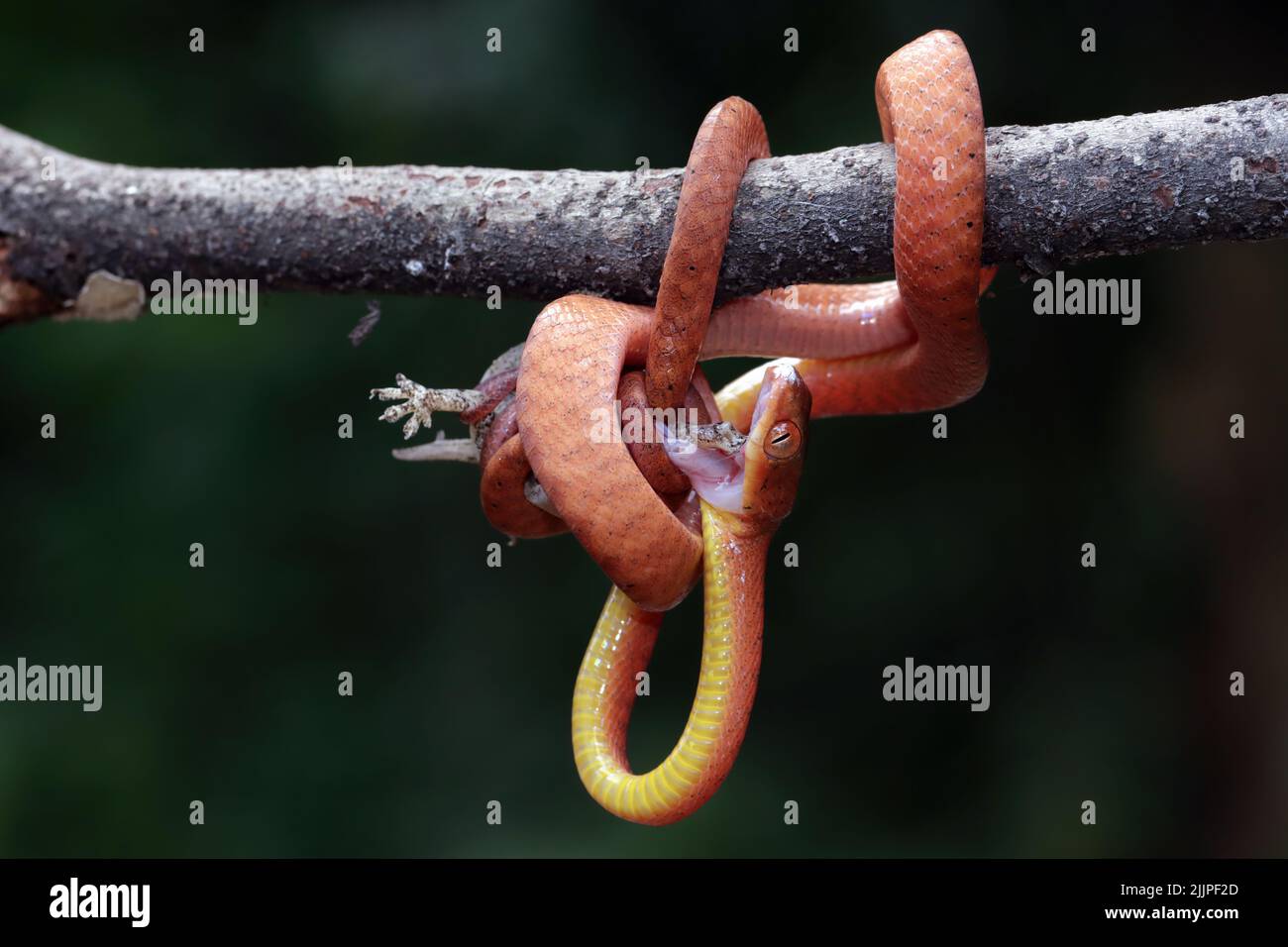 Jeune serpent de boïga rouge accroché à un arbre mangeant un lézard, Indonésie Banque D'Images